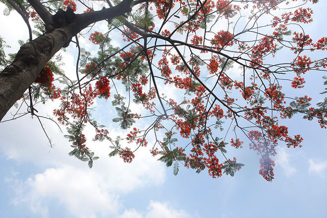 Phượng khoe sắc đỏ, Hà Nội bỗng đẹp như tranh vẽ - Ảnh 18.