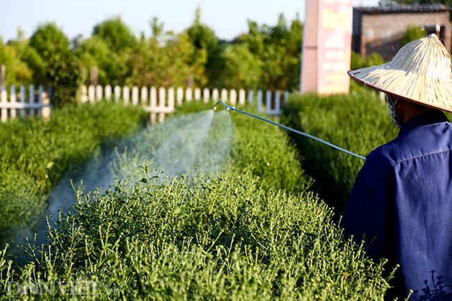 Được chủ vườn thuê phun thuốc sâu cho vườn cúc hoạ mi, ông Hùng cho biết: "Cũng phải nửa tháng nữa hoa mới nở, năm nay có vẻ họa mi sẽ có sớm hơn năm trước".