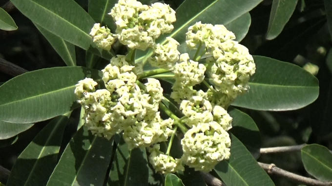 Phấn của loài hoa sữa này có thể khiến cho những người dị ứng phát khởi cơn hen.