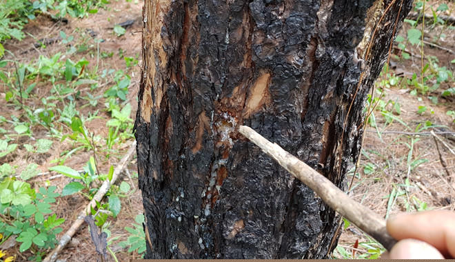 Thông bị khoan lỗ rồi đổ thuốc độc ẢNH: LÂM VIÊN