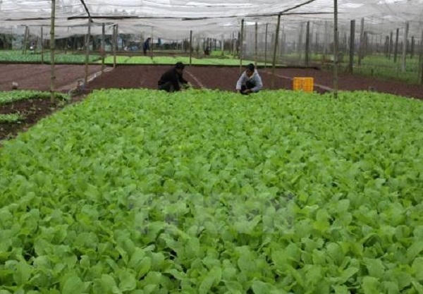 Vì sao rau sạch tiêu chuẩn VietGAP khó tiêu thụ? Ảnh: TTXVN.