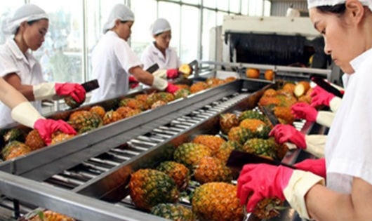 Xuất khẩu rau quả đang ngày càng có vị trí quan trọng nhưng DN thì vẫn lo sự bấp bênh của các vùng nguyên liệu. (Ảnh minh họa)