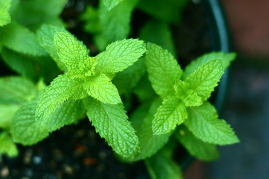 10 loại rau c&oacute; t&aacute;c dụng chữa bệnh