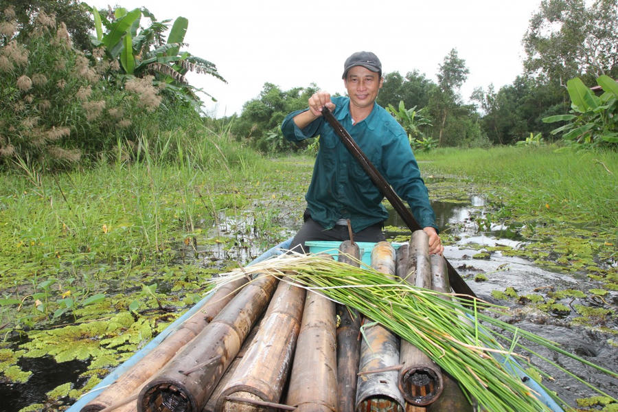 Khoảng 2 – 3 giờ chiều, ông Khanh bơi xuồng ba lá dò tìm những bãi cỏ năng, cỏ lác để đặt trúm trong rừng tràm.