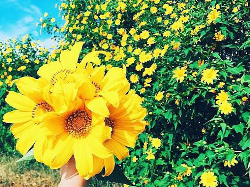 Với người Tây Nguyên, hoa Dã Quỳ là biểu tượng của Tình yêu.