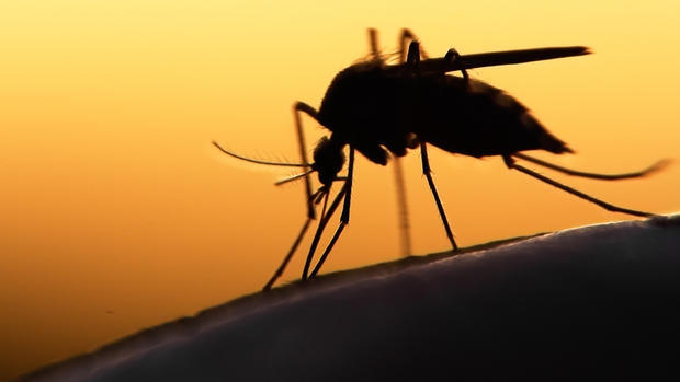 Bà Rịa - Vũng Tàu đã phát hiện ca nhiễm bệnh do virus Zika đầu tiên. Ảnh: minh họa