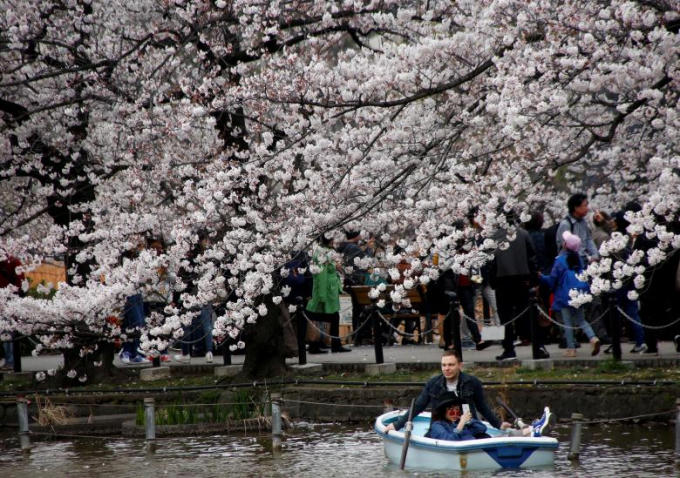 Du khách đi thuyền dưới những tán anh đào tại công viên Ueno ở Tokyo.