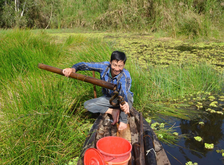 Sáng hôm sau, ông Khanh thăm trúm, thu được những con lươn vàng óng, mập tròn, nhiều trúm dính từ 1–2 con