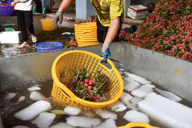 Vải được ng&acirc;m trong bể nước đ&aacute; trong một khoảng thời gian đủ đảm bảo quả vải đ&atilde; lạnh.