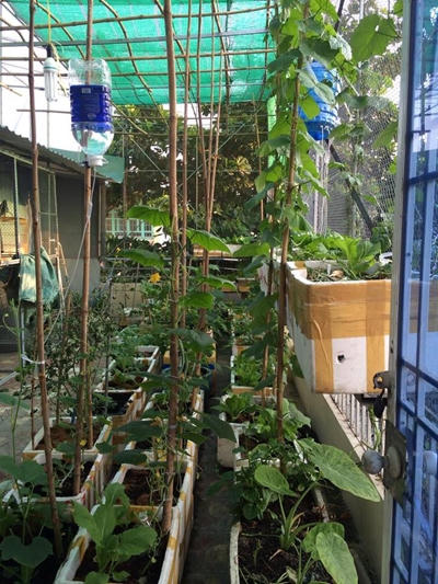 Khu vườn của những nàng dâu Việt khiến ngàn người mê và nể phục