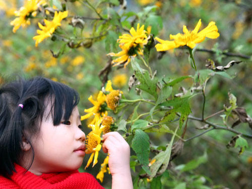 Bé gái thử tìm hương sắc của loài hoa chỉ có ở vùng núi cao.