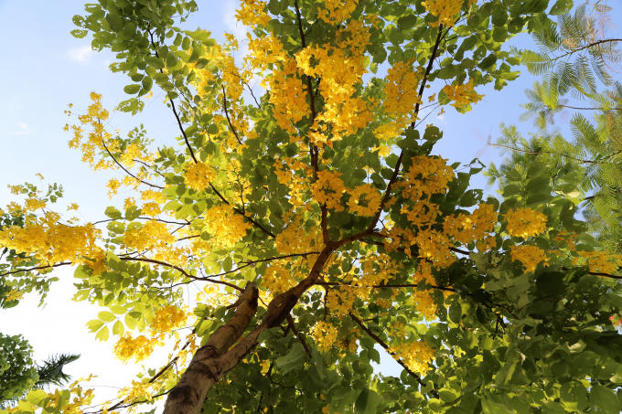 Vài năm trở lại đây muồng hoàng yến đang dần trở thành nét đặc sắc ở Hà Nội.