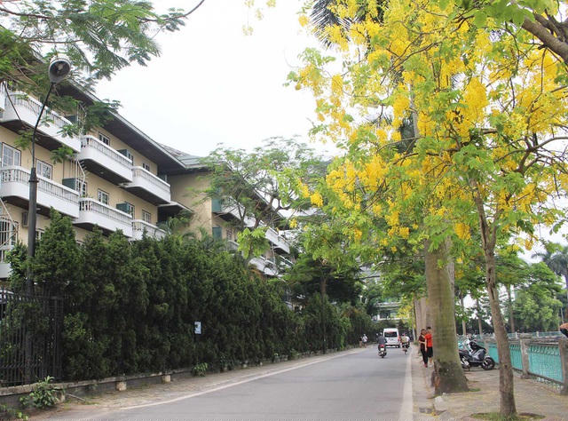 Những con đường quanh Hồ Tây (Hà Nội) như Nguyễn Đình Thi, Trích Sài  ngập tràn sắc hoa vàng rực rỡ