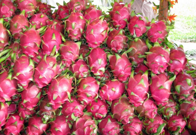 Bạn nên lựa chọn quả thanh long càng tròn càng tốt. Thanh long tròn là những quả thanh long tốt nhất, già quả khi ăn sẽ dày thịt, ngọt và ngon hơn. Ảnh: minh họa
