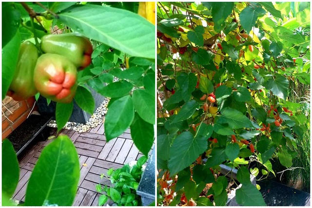 Dù trồng trên sân thượng nhưng các loại cây trái vẫn xanh tốt, sai quả trĩu trịt