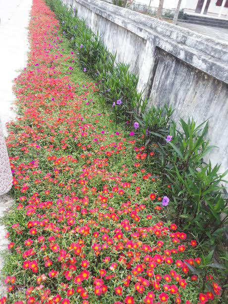 Những con đường đơn giản trở nên đẹp đẽ hơn với sự xuất hiện của sắc hoa. Ảnh: Hue Tran