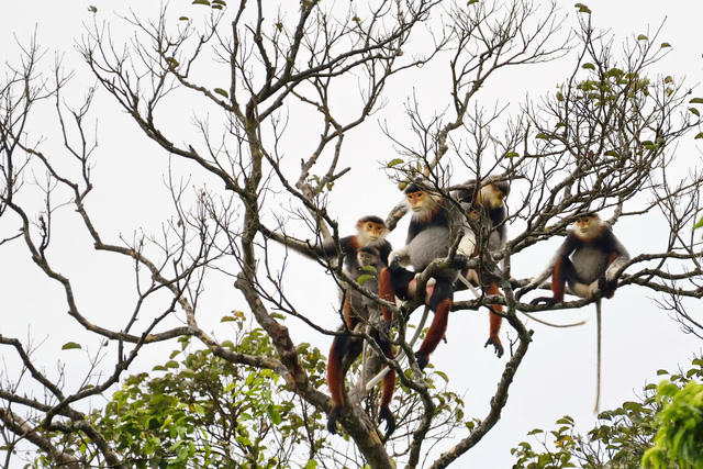 Voọc chà vá chân nâu trên báo đảo Sơn Trà