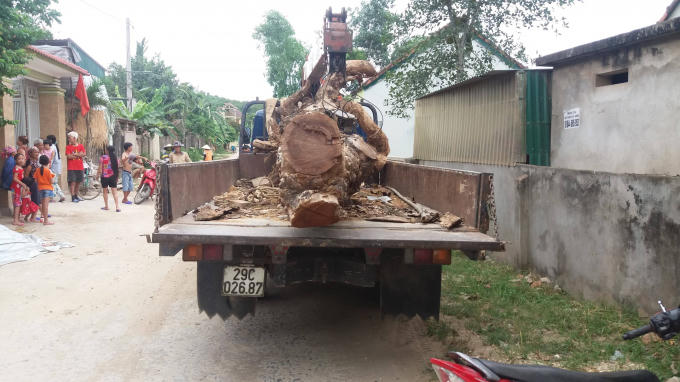 Liều lĩnh trộm cả cây mít lớn nhưng đã bị phát hiện.