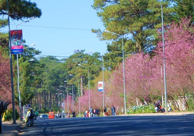 Hoa nở rực rỡ dọc hai bên đường.