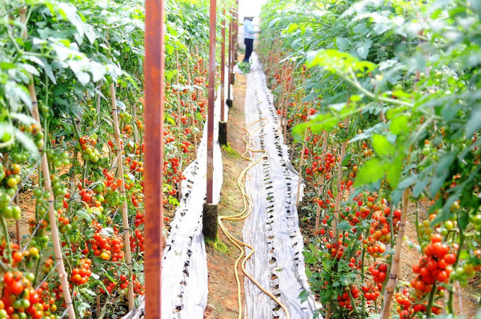 Vingroup ký thỏa thuận hợp tác với 500 hộ sản xuất