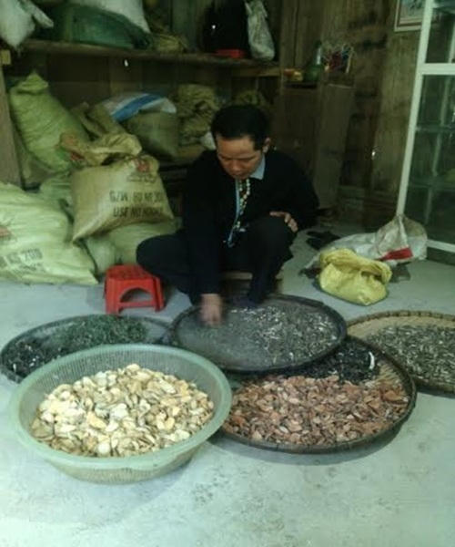Lương y Triệu Văn Lĩu đang kểm tra thuốc.