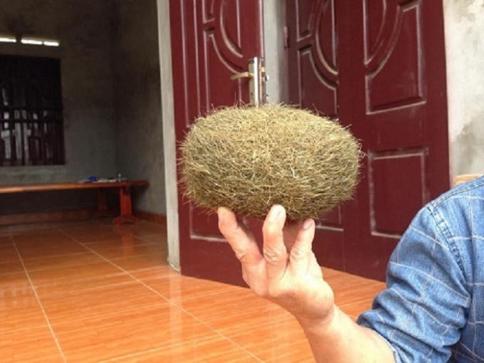 "Vật thể lạ" mà anh Hùng cùng người thân tìm thấy trong dạ dày lợn.