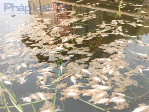 Nhiều khúc sông tại các xã Thành Mỹ, Thạch Cẩm, Thạnh Lâm nổi trắng cá chết