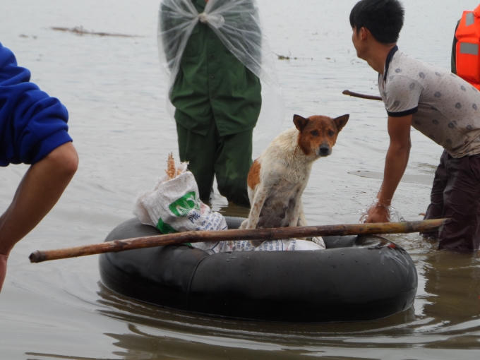 Khuôn mặt đáng thương của chú chó khi mất bốn đứa con trong trận lũ.