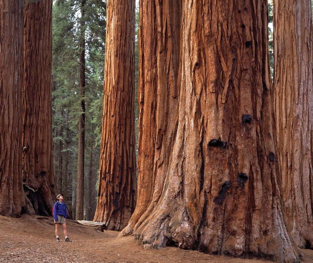 Công viên quốc gia Sequoia nằm ở Sierra Nevada, phía đông Visalia, California, Mỹ. Công viên được thành lập vào ngày 25 tháng 9 năm 1890 rộng 1.635 km2.