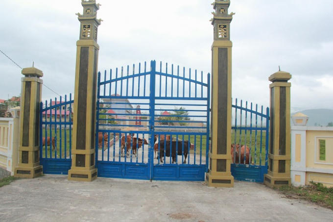 Bên trong nghĩa trang liệt sỹ trở thành nơi thả rông gia súc.