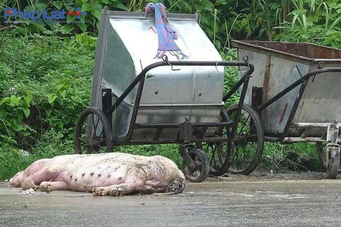 Rác được di chuyển còn lợn chết thì nằm lại tới gần trưa (Ảnh: Tiến Vũ)