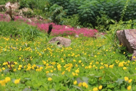 Hoa nở 2 bên đường ở thác Đồng Quan.