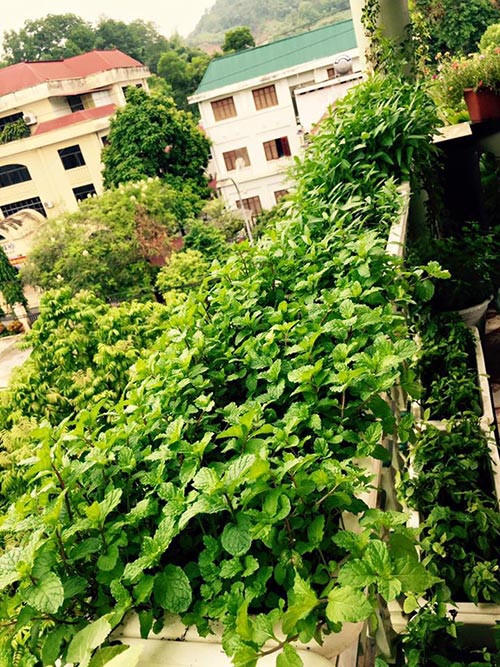 Trái cà chua xanh- chín vỏ bóng mượt và trĩu quả