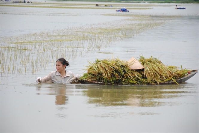 Chỉ cần vài ngày nắng nữa là lúa có thể gặt được. Nhưng bị ngâm dưới mưa như những ngày qua nếu không gặt sớm người dân sẽ mất trắng.