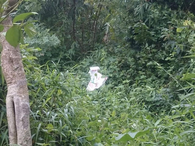 ... và trong bụi rậm.