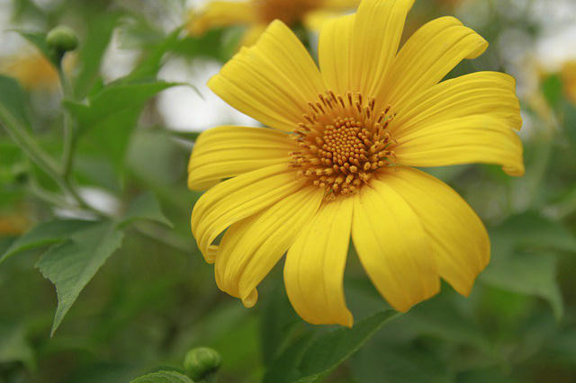 Suốt đoạn đường khoảng 12km lên đền Thượng, hoa tràn ra ở khu vực cổng, hai bên vệ đường, hoa tập trung nhiều ở khu vực cốt 400, 700 và rừng hoa dã quỳ.