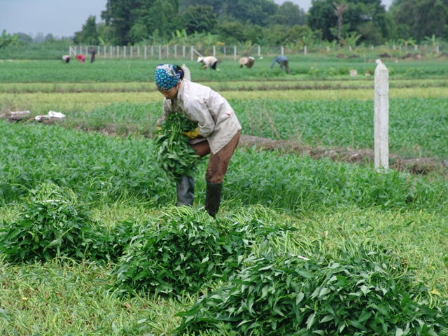 Thu hoạch rau muống VietGAP tại xã Bình Mỹ (Củ Chi, TP HCM)
