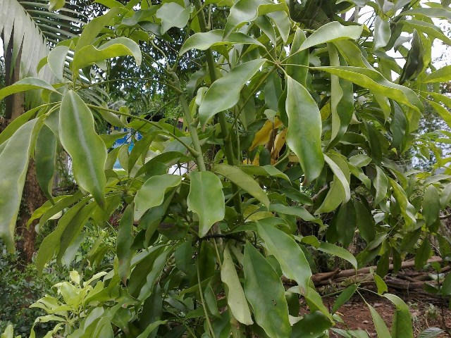 Cây ngũ gia bì được các em chọn làm nguyên liệu chính.