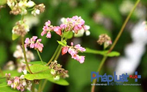 Trong văn hóa của đồng bào dân tộc Mông, hoa tam giác mạch có ý nghĩa quan trọng trong cuộc sống thường nhật. Cũng giống như lúa gạo, hạt tam giác mạch làm ra bánh và rượu, cây non được dùng trong bữa ăn gia đình như một loại rau rừng tốt cho sức khỏe.