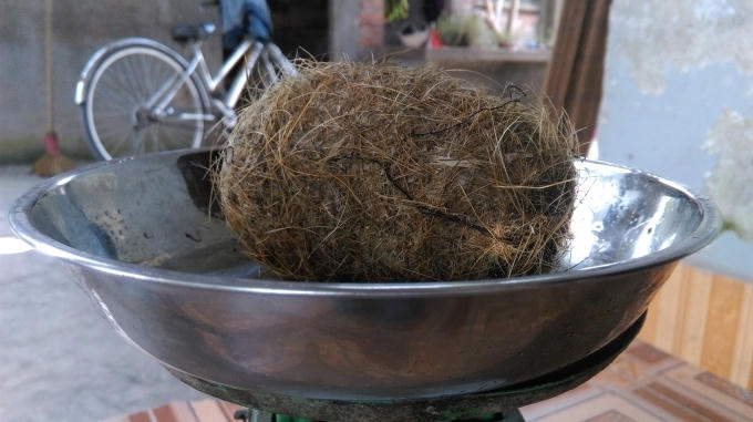 Quả "cát lợn" của gia đình bà Vũ Thị Huê ban đầu nặng gần 4 lạng nhưng sau thời gian phơi trên sân thượng giờ chỉ còn 1,5 lạng.