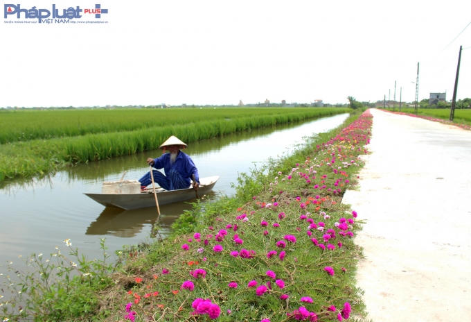 Ở Hải Hậu, con đường hoa dài nhất là ở xã Hải Quang kéo dài đến gần 700 mét.