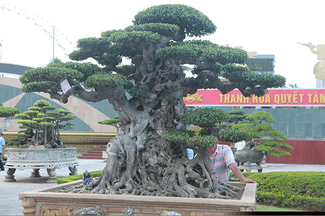 mua cay sanh co qua cao, cat lam doi tao thanh 2 cay ban gan 20 ty hinh anh 11