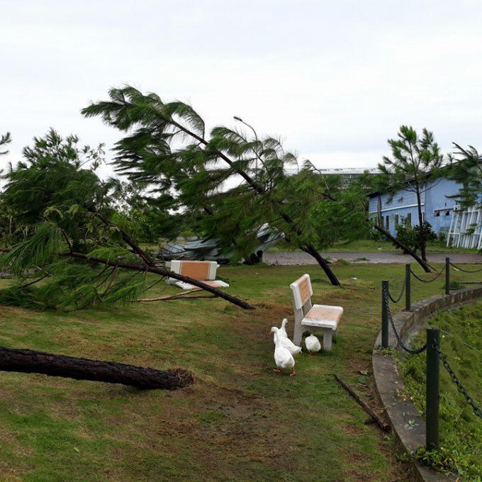 Đồi thông tan hoang.