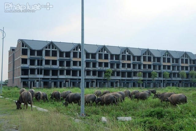 Người d&acirc;n tận dụng những b&atilde;i cỏ trong dự &aacute;n để chăn thả tr&acirc;u b&ograve;.