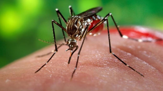 Việt Nam tiếp tục ghi nhận thêm hai trường hợp nhiễm virus Zika mới tại Bình Dương và TP HCM.