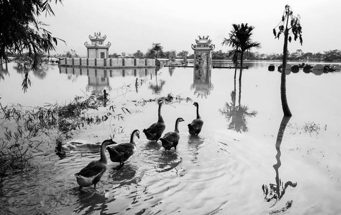 Cánh đồng Chương Mỹ. (tác giả: Hoàng Văn Đông)