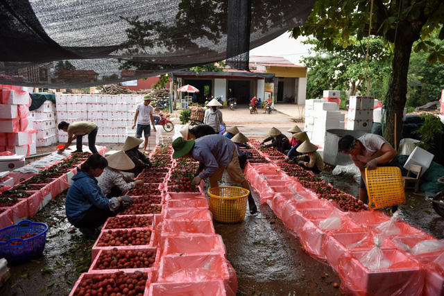 C&aacute;c điểm thu mua vải ở Lục Ngạn diễn ra li&ecirc;n tục từ 6h s&aacute;ng tới 9h tối.