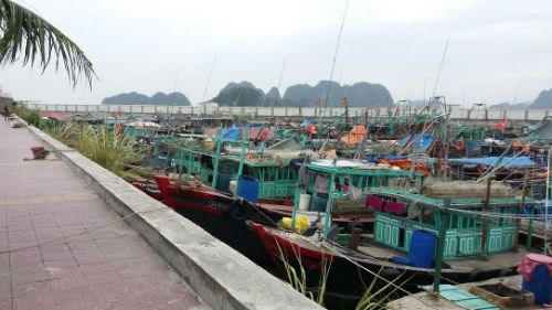 Các tàu cá tập trung tại âu tránh trú Bến Do (Cẩm Phả).