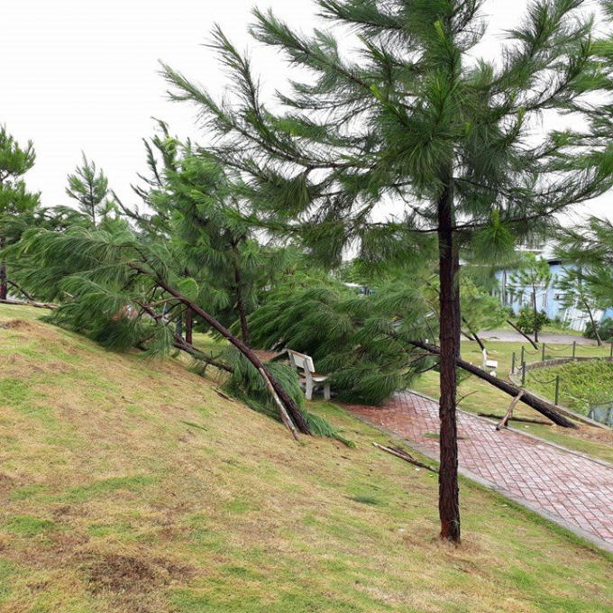 Đồi thông tan hoang sau trận mưa.