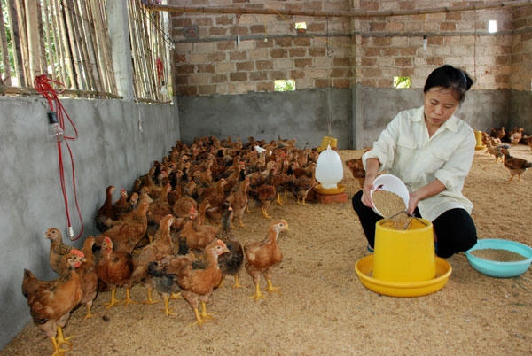 Mô hình chăn nuôi gà an toàn sinh học ở huyện Sông Công, tỉnh Thái Nguyên. Ảnh: Thiên Hương.
